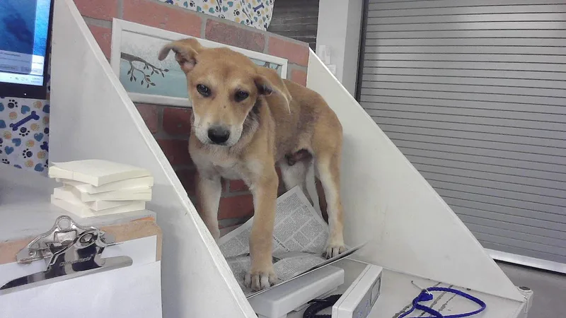 A baby small-sized male Labrador Retriever dog named Kenny for adoption in Houston, TX