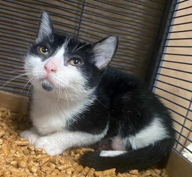 A baby medium-sized female Black & White / Tuxedo Domestic Short Hair cat named Rosy for adoption in Lake Monroe, FL