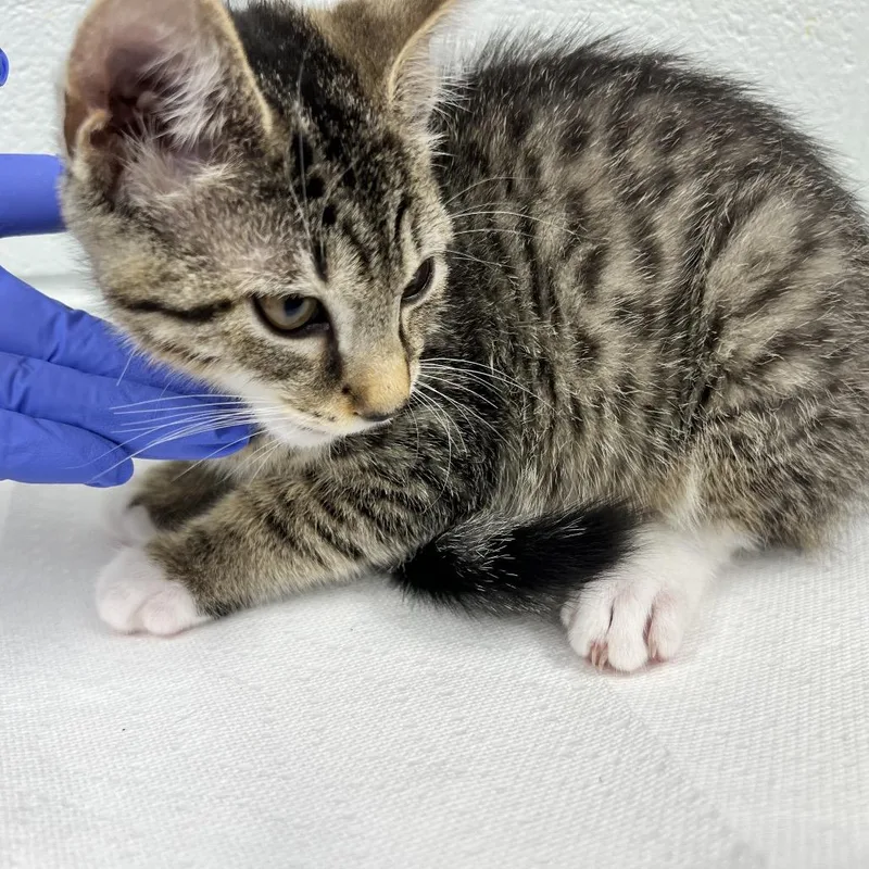 A baby small-sized female Gray / Blue / Silver Domestic Short Hair cat named Quarter for adoption in Chattanooga, TN