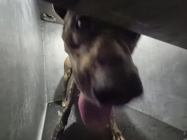 A young large-sized male American Staffordshire Terrier dog named Marcos for adoption in San Antonio, TX