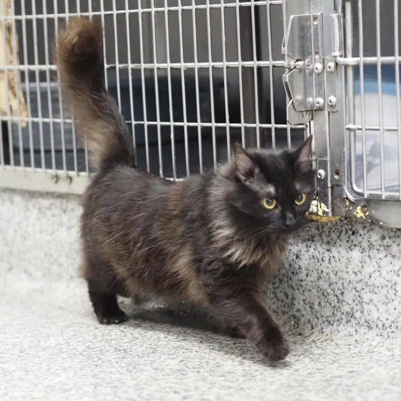 A young small-sized female Black Domestic Long Hair cat named Hillary for adoption in Falls Church, VA