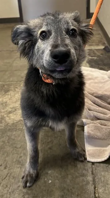 A young small-sized male German Shepherd Dog dog named Oki for adoption in Ontario, CA