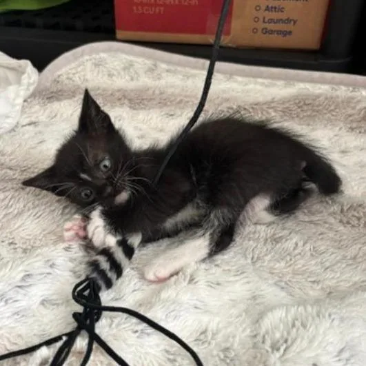 A baby small-sized male Black Domestic Short Hair cat named Socks for adoption in Fairfax, VA
