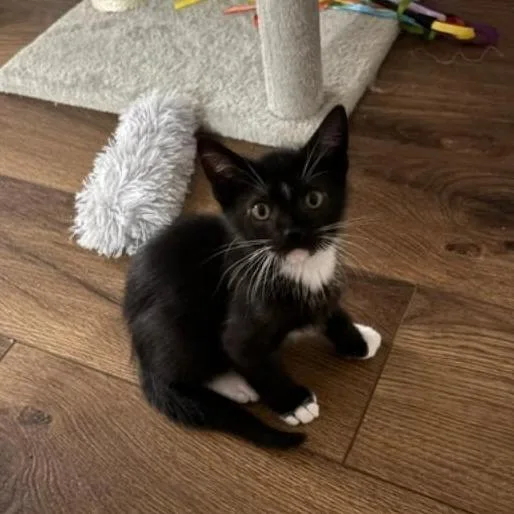 Socks thumbnail 3