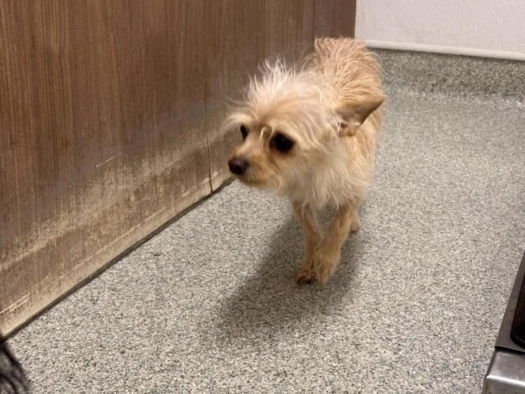 An adult small-sized male Chihuahua dog named Gizmo for adoption in Loveland, CO
