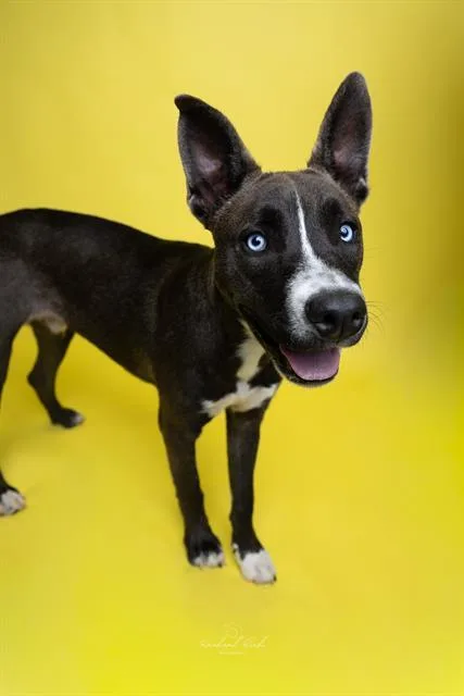 A young medium-sized male Mixed Breed dog named Radar for adoption in Charlotte, NC