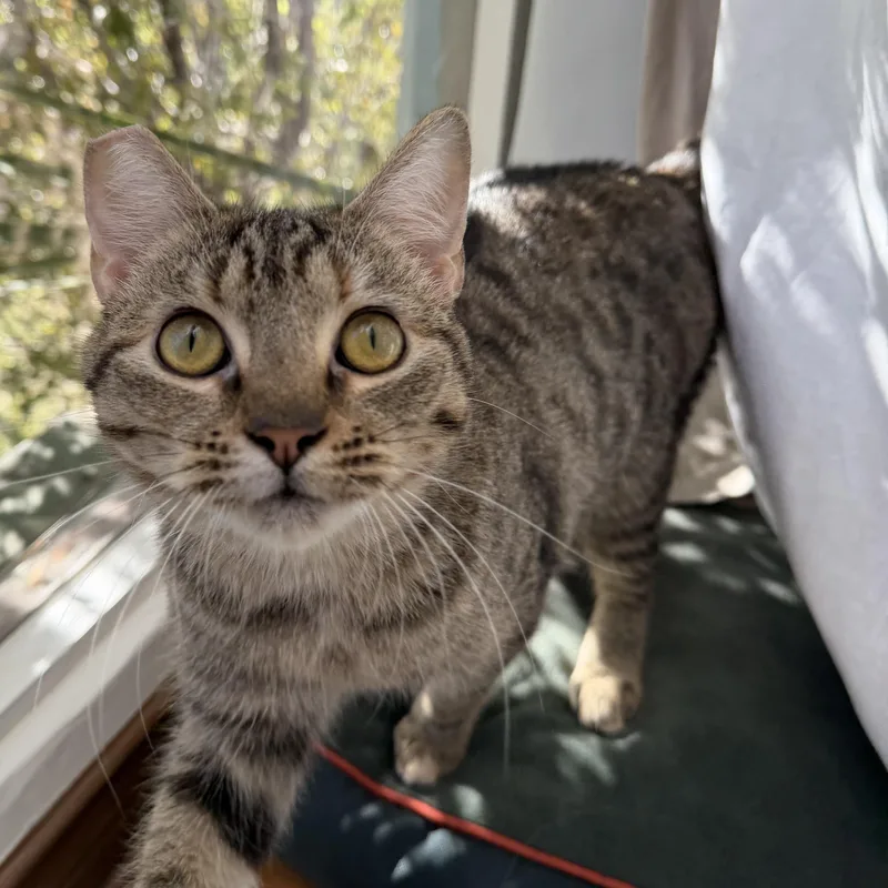 Theodora thumbnail 2