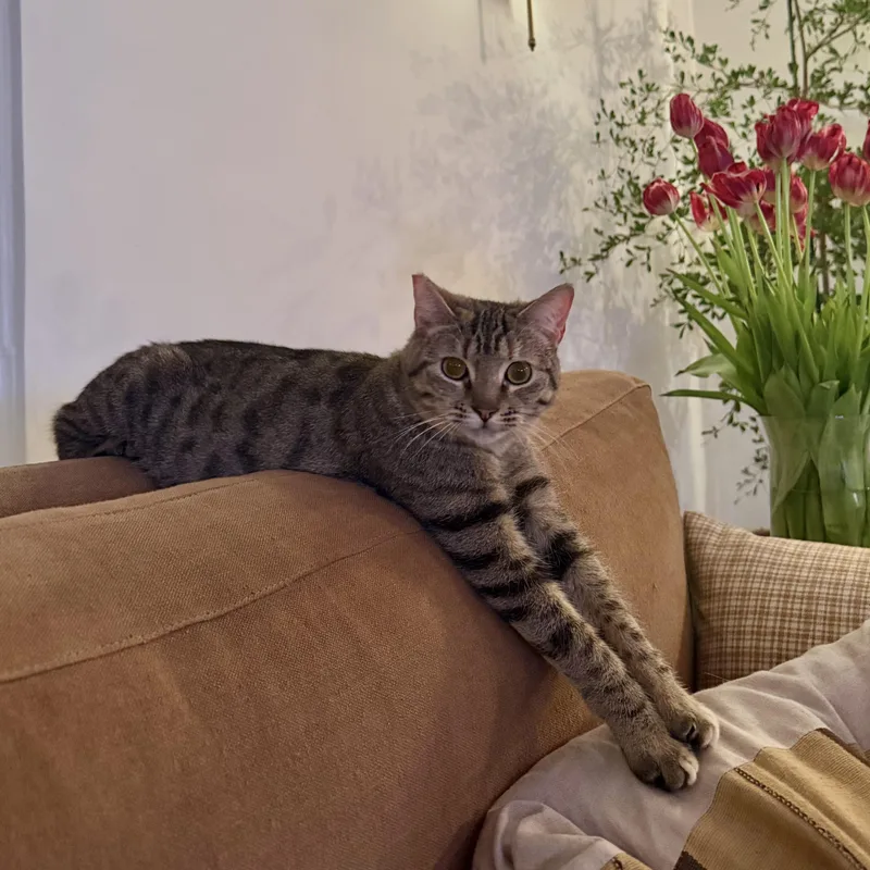 Theodora thumbnail 3