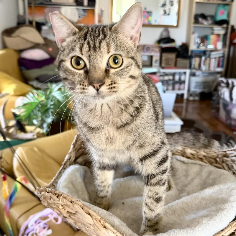 Theodora thumbnail 5