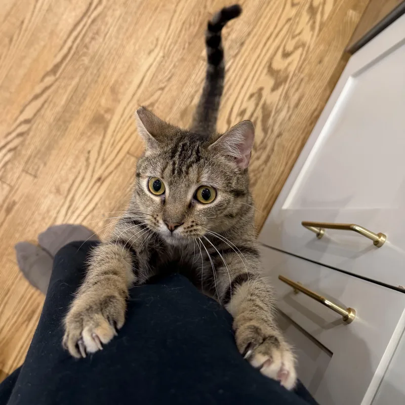 Theodora thumbnail 6