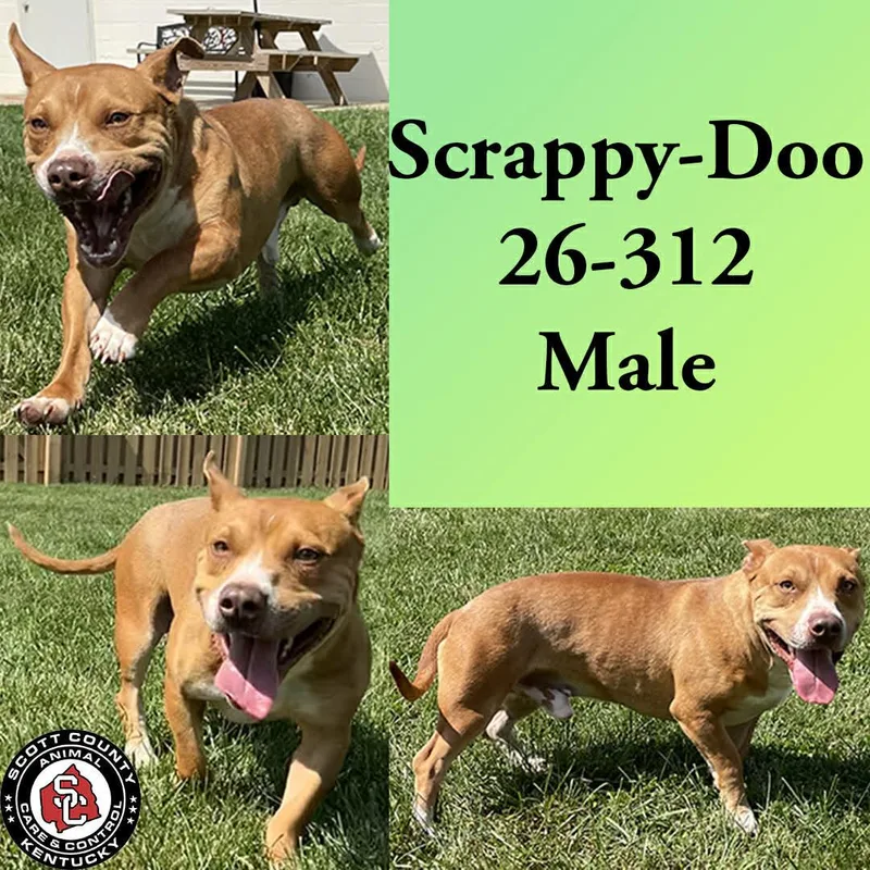 An adult medium-sized male Pit Bull Terrier dog named Scrappydoo for adoption in Georgetown, KY