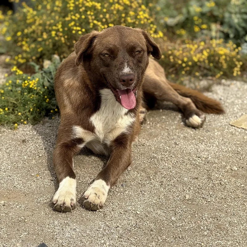 An adult medium-sized female Brown / Chocolate Mixed Breed dog named Pixie for adoption in San Francisco, CA