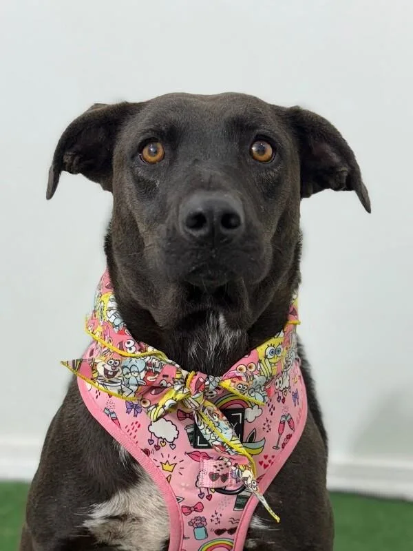 A young medium-sized female Black Black Labrador Retriever dog named Regan for adoption in Carlsbad, CA