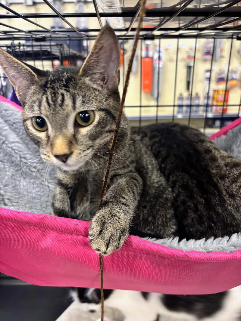 A young medium-sized male Domestic Short Hair cat named Reed for adoption in Morgan Hill, CA