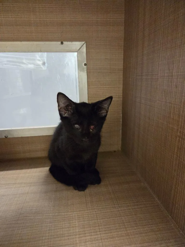A baby small-sized male Domestic Short Hair cat named Willie for adoption in Bossier City, LA
