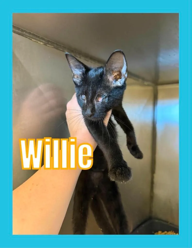 Willie thumbnail 2