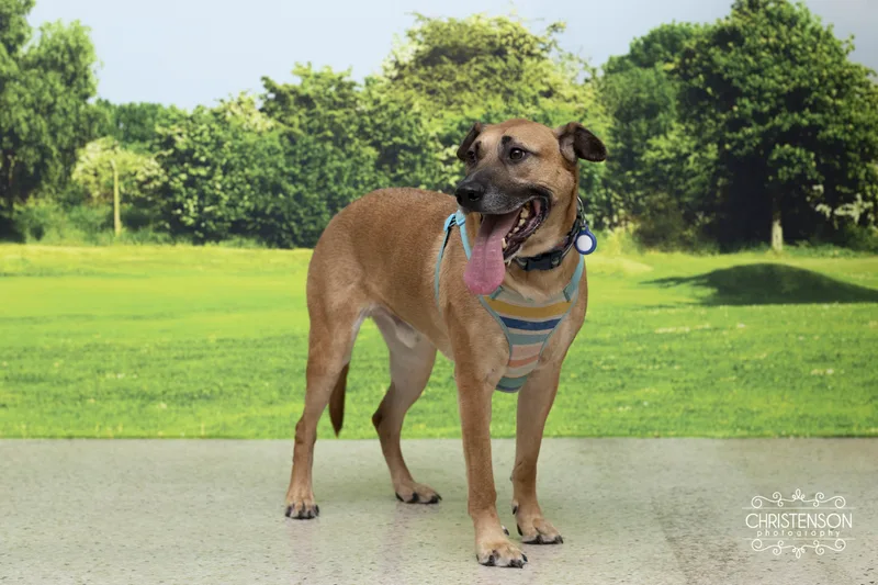 An adult large-sized male Bicolor Black Mouth Cur dog named Wade for adoption in Farmington, MN