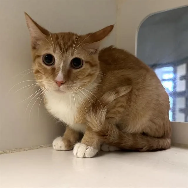 A young medium-sized male Domestic Short Hair cat named Mighty for adoption in Riverside, CA