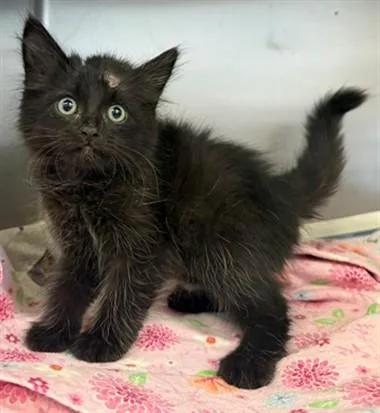 A baby small-sized female Domestic Medium Hair cat named Valerie for adoption in Lancaster, CA