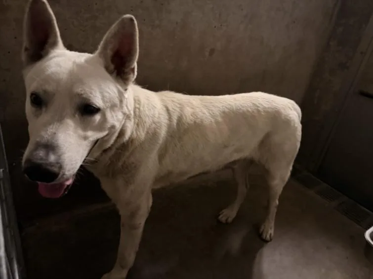 An adult large-sized male Husky dog named Blitz for adoption in Van Nuys, CA
