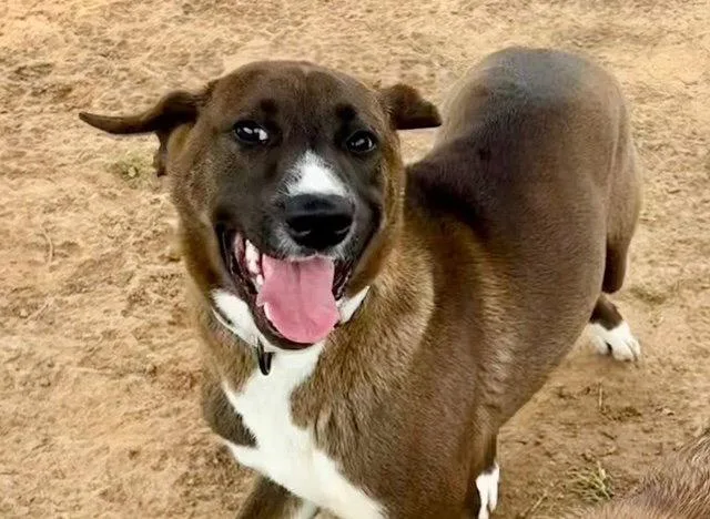 A young medium-sized female Black Mouth Cur dog named Hazley  Months Ava for adoption in Sterling, MA