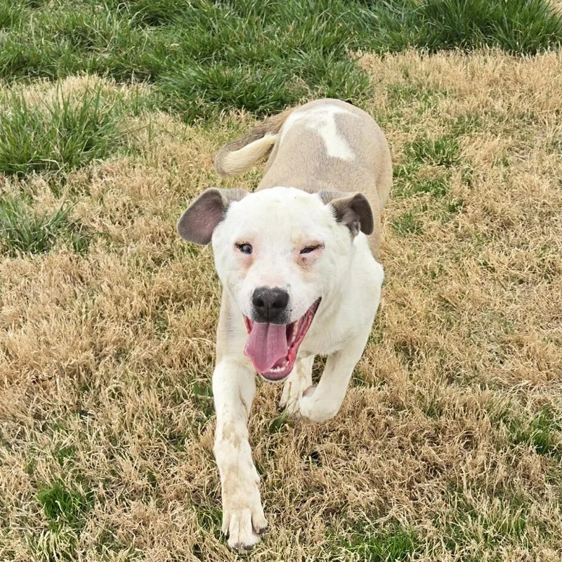 Gracie