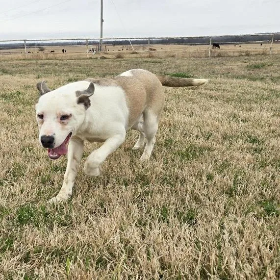 Gracie thumbnail 3