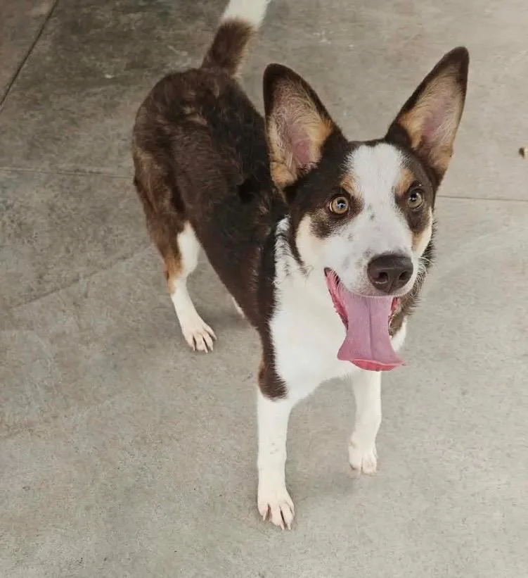 A baby large-sized male Australian Kelpie dog named Chase for adoption in Claremore, OK