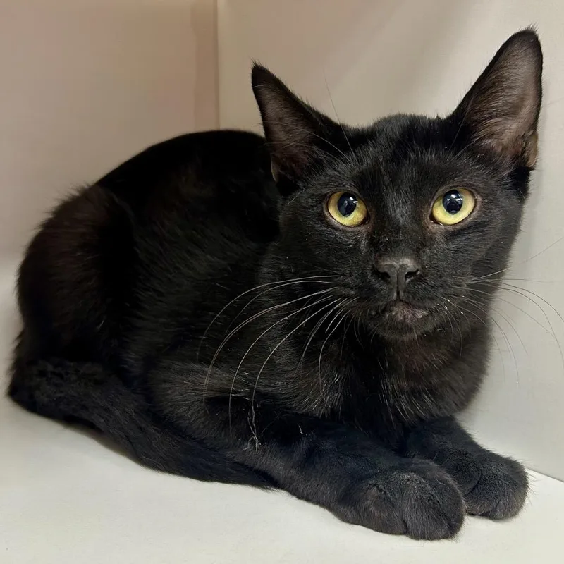 A young medium-sized male Black Domestic Short Hair cat named McDouble for adoption in St Joseph, MO