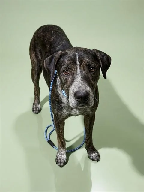 A senior large-sized male Mixed Breed dog named Tyson for adoption in Jacksonville, FL