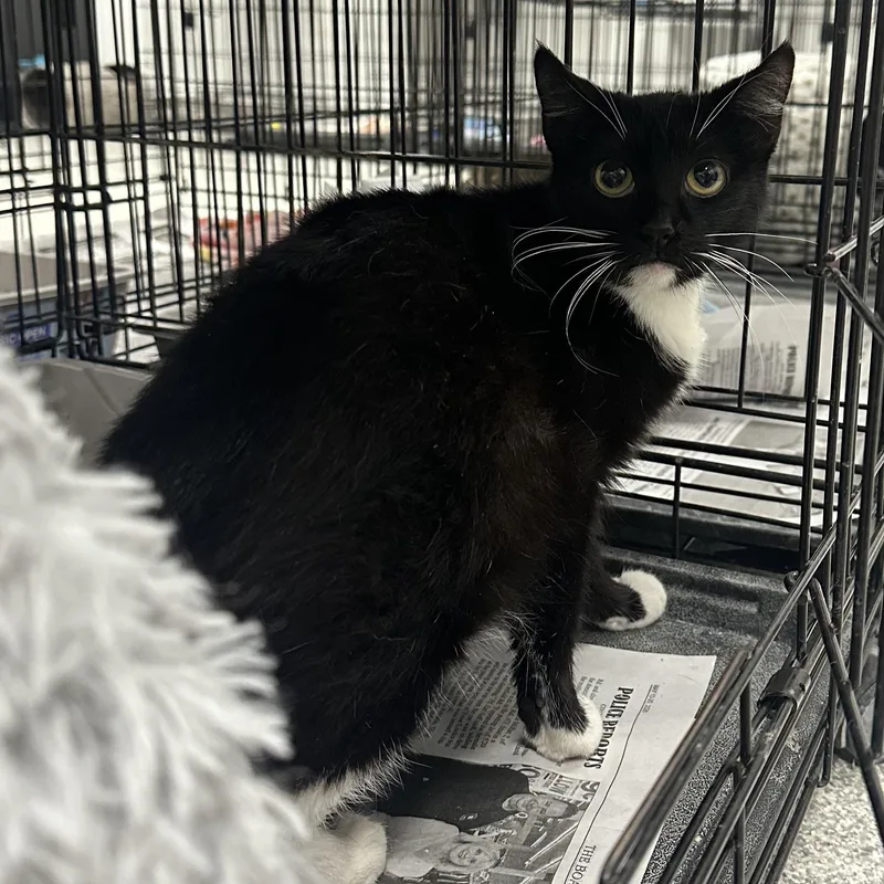 An adult medium-sized female Black & White / Tuxedo Domestic Short Hair cat named Obsedian for adoption in Youngstown, OH