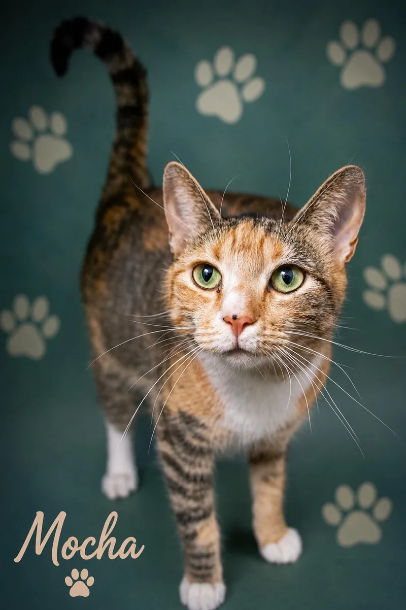 An adult medium-sized female Tabby cat named Mocha for adoption in Greenville, DE