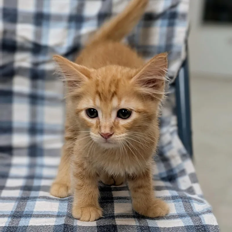 A baby small-sized male Orange / Red Domestic Long Hair cat named Einstein for adoption in Brighton, MO