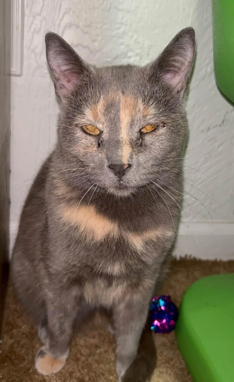 Fifi