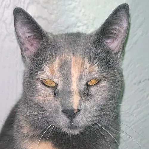 Fifi thumbnail 3