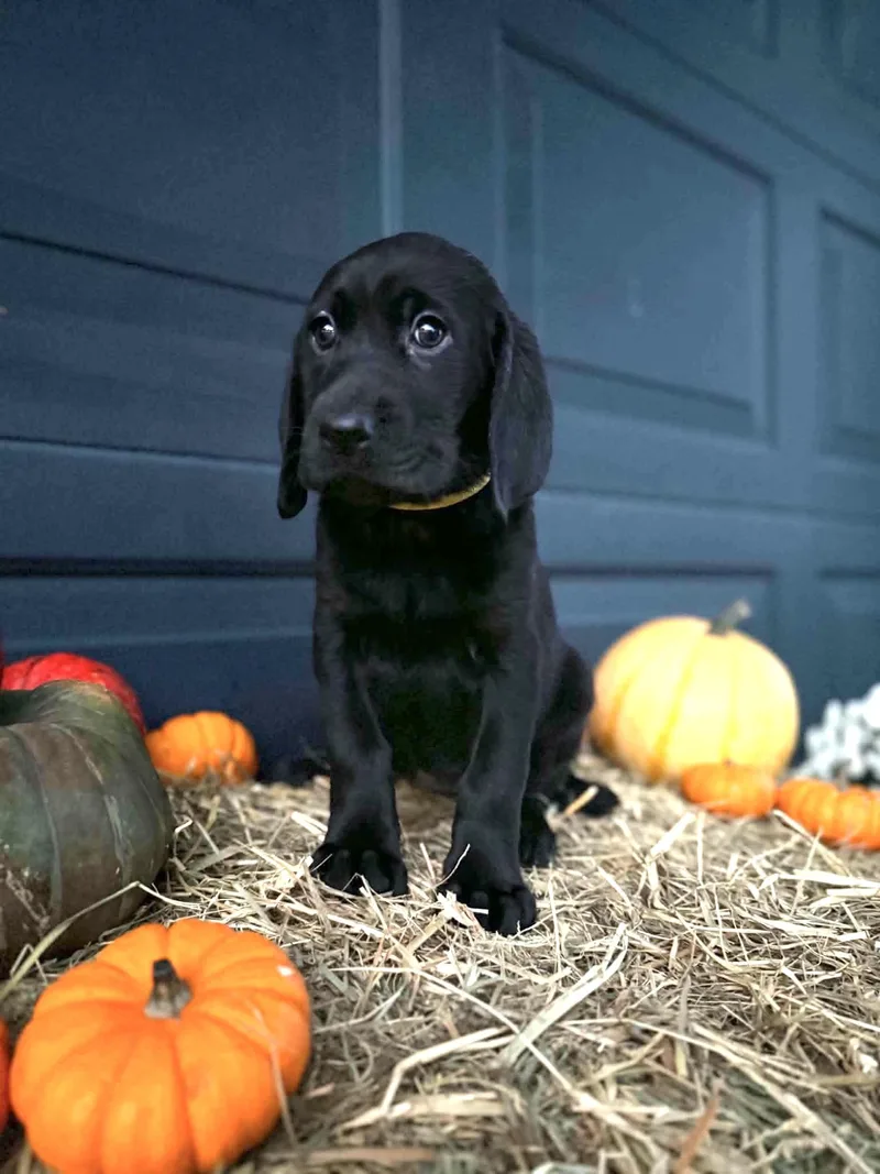 A baby medium-sized female Black and Tan Coonhound dog named Sparrow for adoption in Dysart, IA
