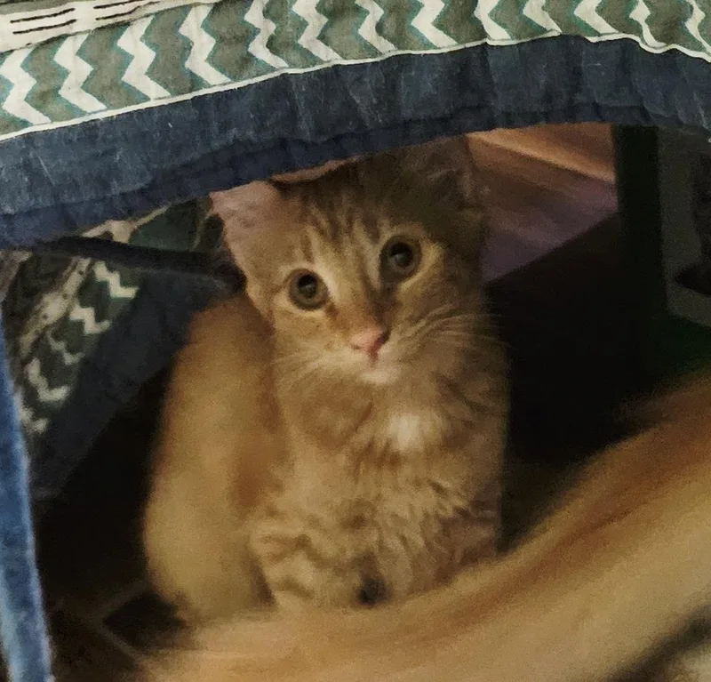 A baby small-sized female Tabby (Orange / Red) Tabby cat named Kliki Alani for adoption in Chandler, AZ