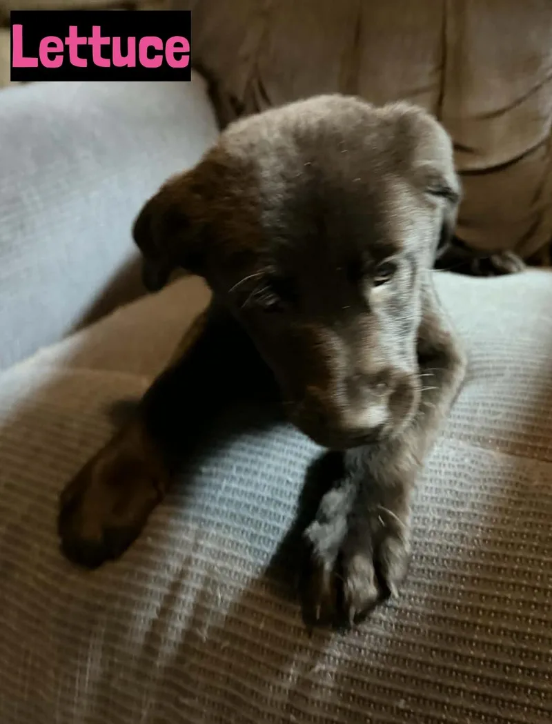 A baby medium-sized female Black Black Labrador Retriever dog named Lettuce for adoption in Grand Rapids, MI