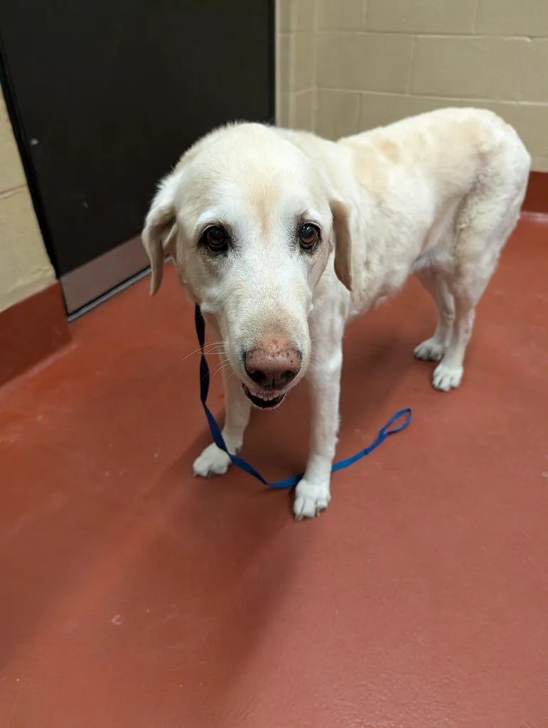 A senior medium-sized female Labrador Retriever dog named Katie for adoption in Douglasville, GA