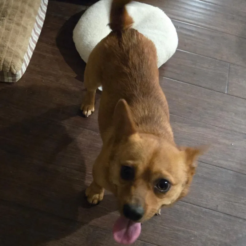 Paco thumbnail 2