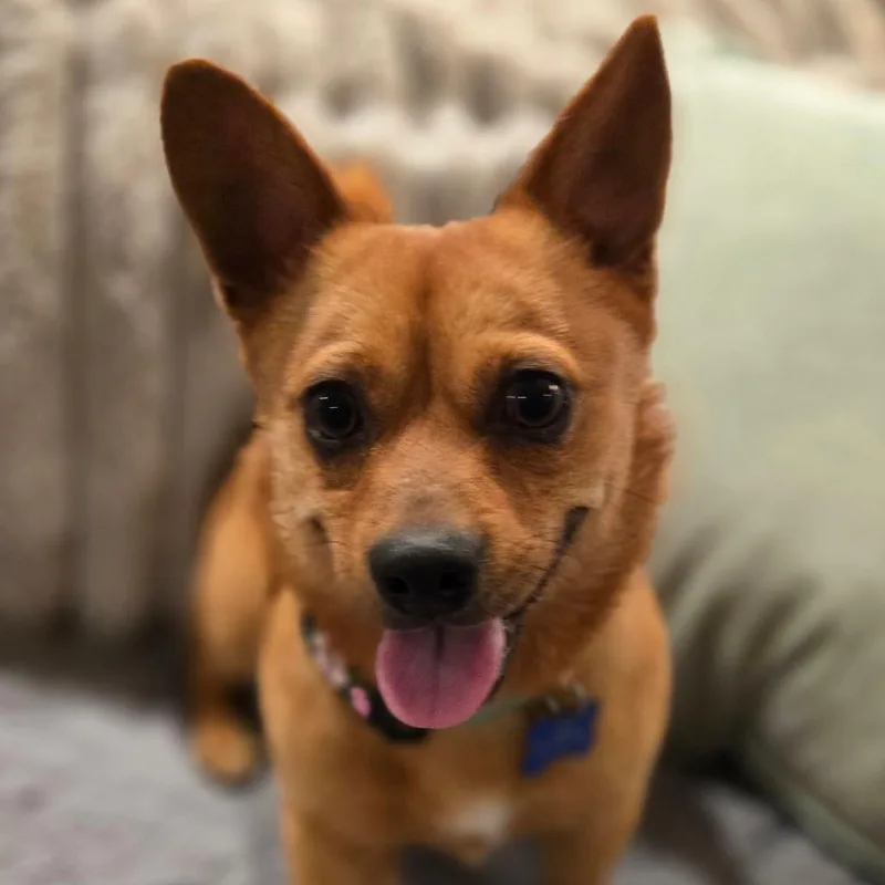 Paco thumbnail 5