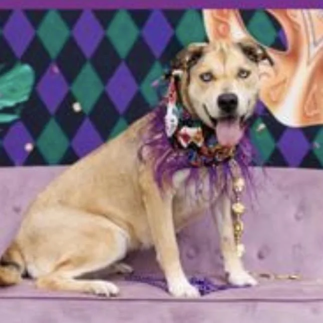 An adult medium-sized female White / Cream Mixed Breed dog named Chloe for adoption in Midland, TX