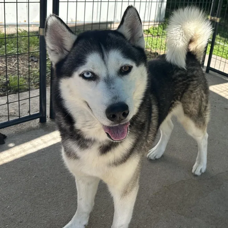 An adult medium-sized male Gray / Blue / Silver Husky dog named Koda for adoption in Lake Jackson, TX