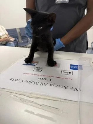 An adult small-sized male Domestic Short Hair cat named Catrick Swayze for adoption in Shreveport, LA