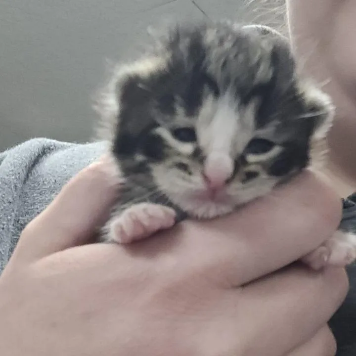 A baby small-sized male Brown / Chocolate Domestic Short Hair cat named TimC for adoption in East Saint Louis, IL