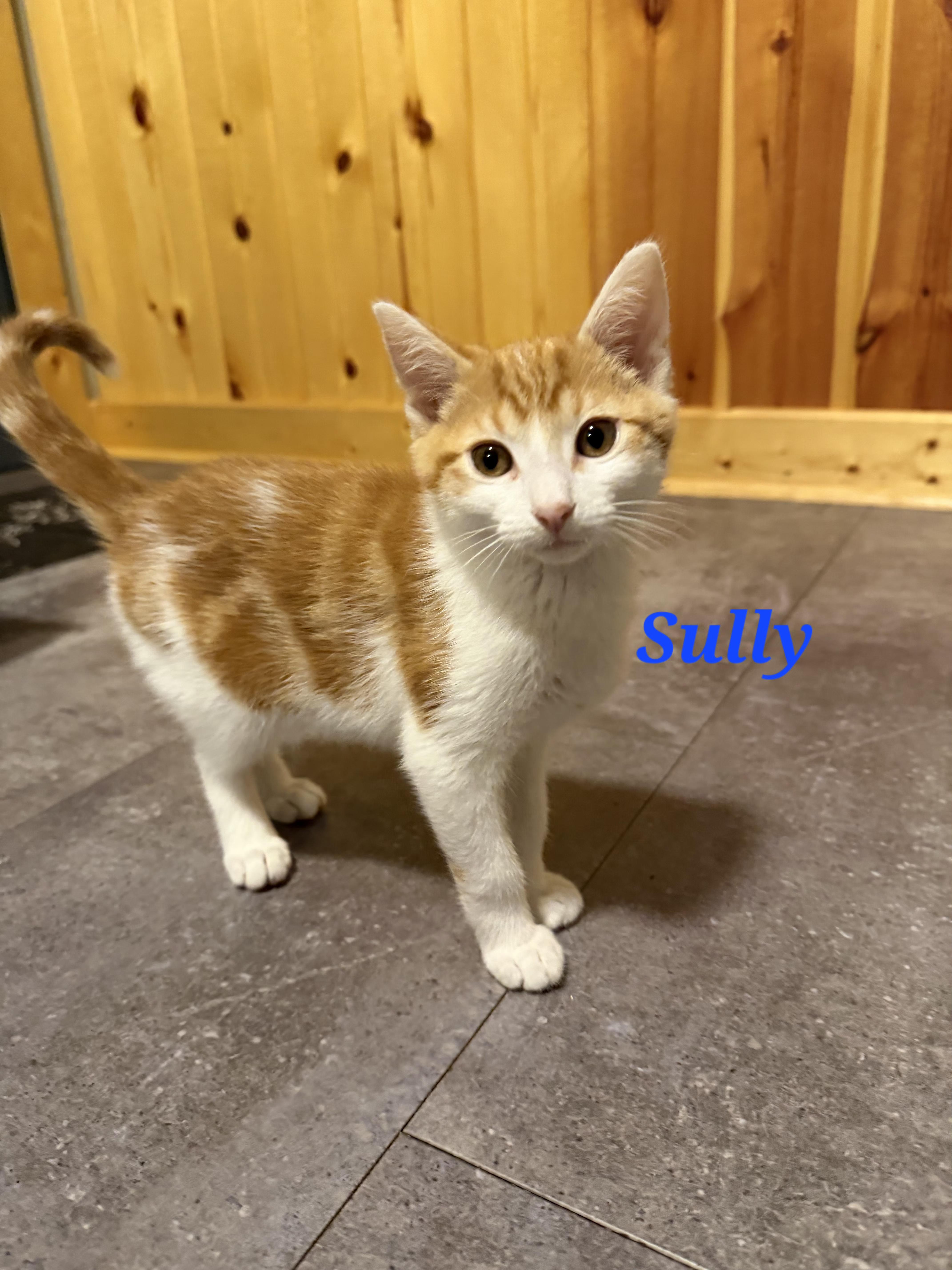 A baby medium-sized male Orange & White Domestic Short Hair cat named Sully for adoption in Reeseville, WI