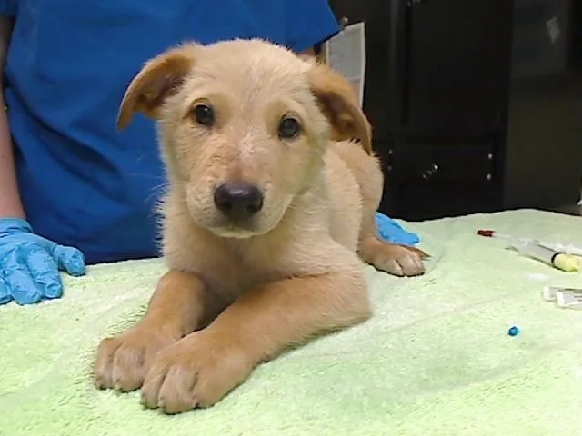 A baby large-sized male German Shepherd Dog dog named Gilded for adoption in Cookeville, TN