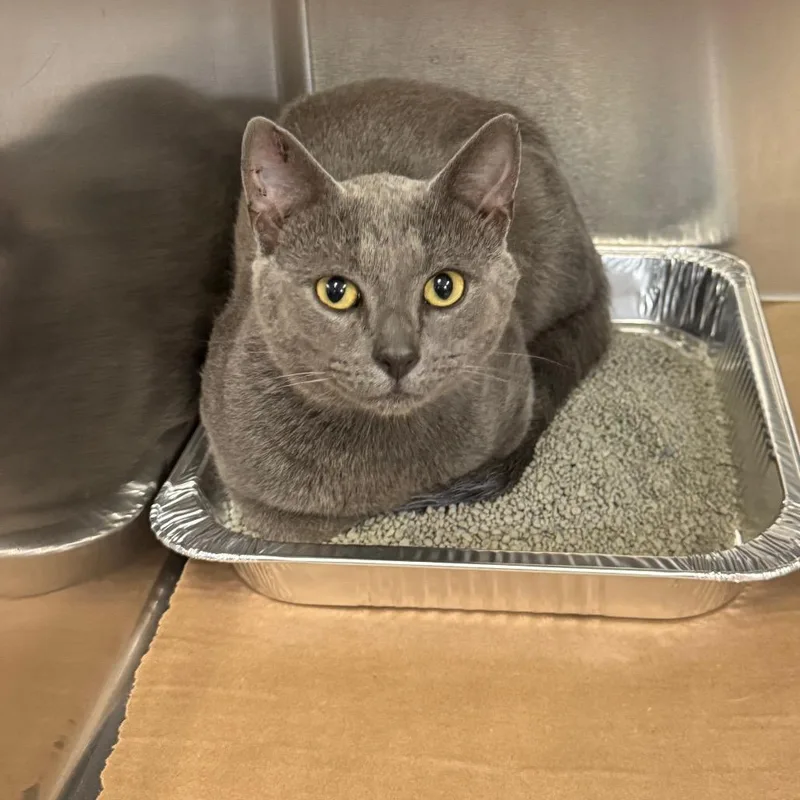 An adult medium-sized male Gray / Blue / Silver Domestic Short Hair cat named Shadow for adoption in Greenville, SC