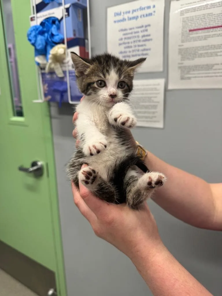 A baby medium-sized female Domestic Short Hair cat named Dragonfly for adoption in Bloomington, IN