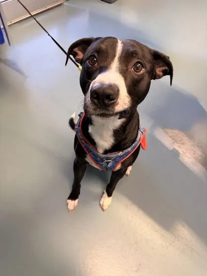 An adult large-sized male American Staffordshire Terrier dog named Ace for adoption in San Marcos, TX
